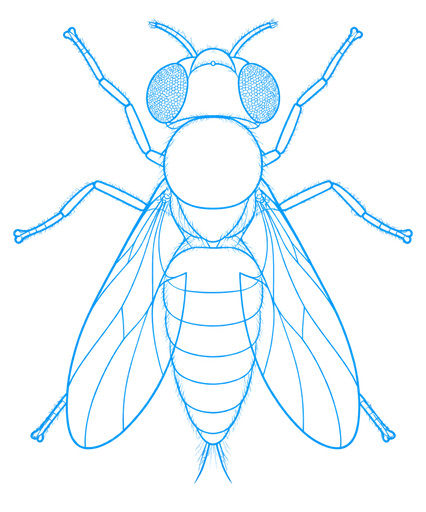 Decorative blueprint illustration of a fruit fly